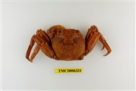 藏品(鱗形斜紋蟹)的圖片